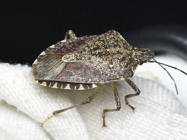 Halyomorpha halys - ázsiai márványospoloska