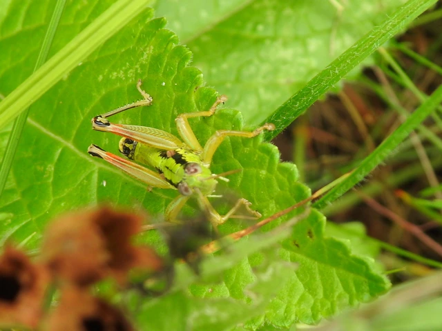 Pseudopodisma nagyi - Nagy-hegyisáska