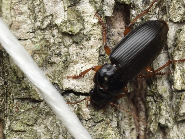 Harpalus rufipes - nagy selymesfutó