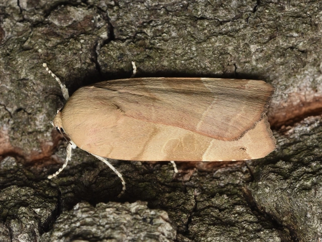 Noctua fimbriata - szélessávú sárgafűbagoly
