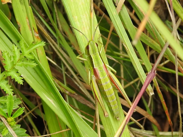 Euthystira brachyptera - smaragdzöld sáska