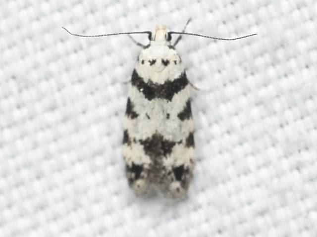 Pseudotelphusa scalella - moharágó sarlósmoly