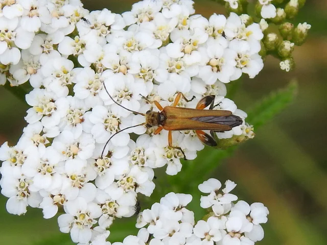 Oedemera podagrariae - székfű-álcincér