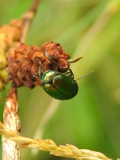 Cryptocephalus