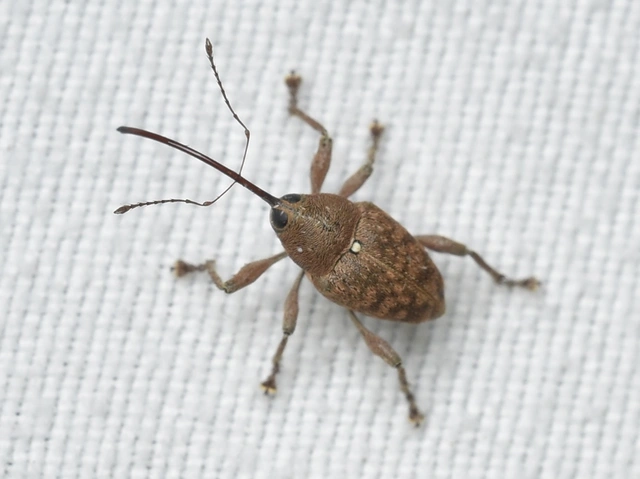 Curculio