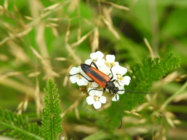 Stenurella melanura - feketevégű karcsúcincér