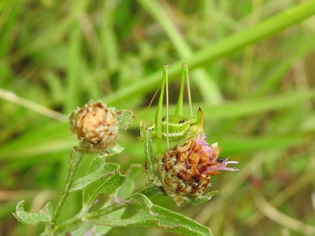 Leptophyes albovittata - közönséges virágszöcske