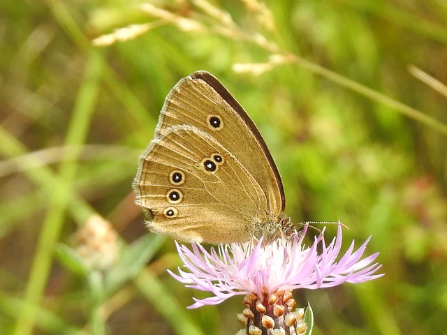 Aphantopus hyperanthus - közönséges ökörszemlepke