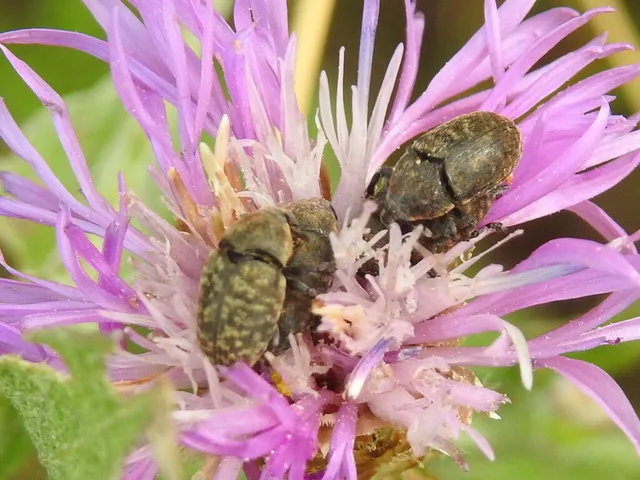 Larinus