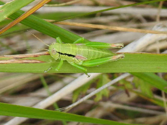 Pseudopodisma nagyi - Nagy-hegyisáska