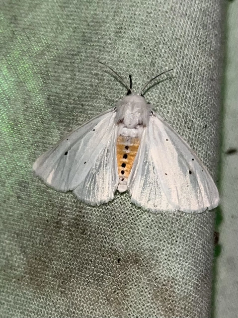 Spilosoma lubricipedum/urticae