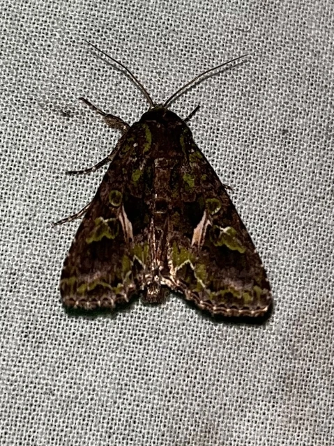 Trachea atriplicis - nyári zöldbagoly
