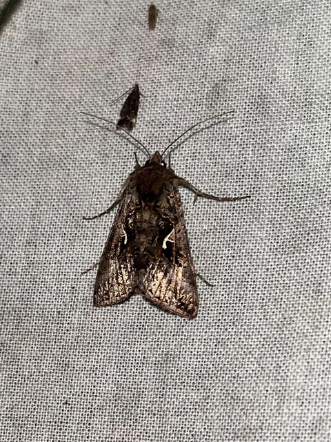 Autographa gamma - gammalepke