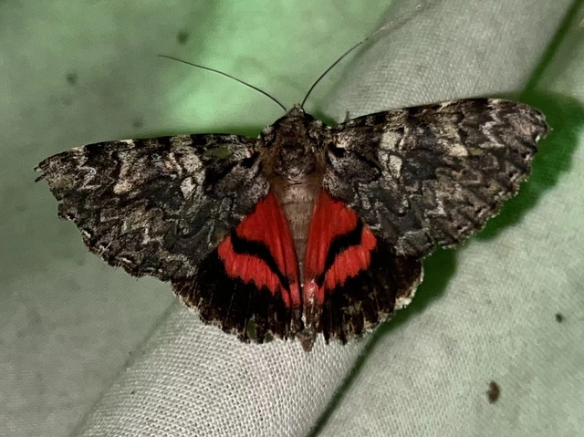 Catocala promissa - kis tölgyfa-övesbagoly