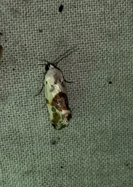 Ponometia candefacta - parlagfűbagoly