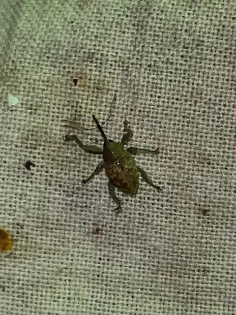 Curculio