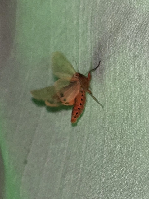 Phragmatobia fuliginosa - füstös medvelepke