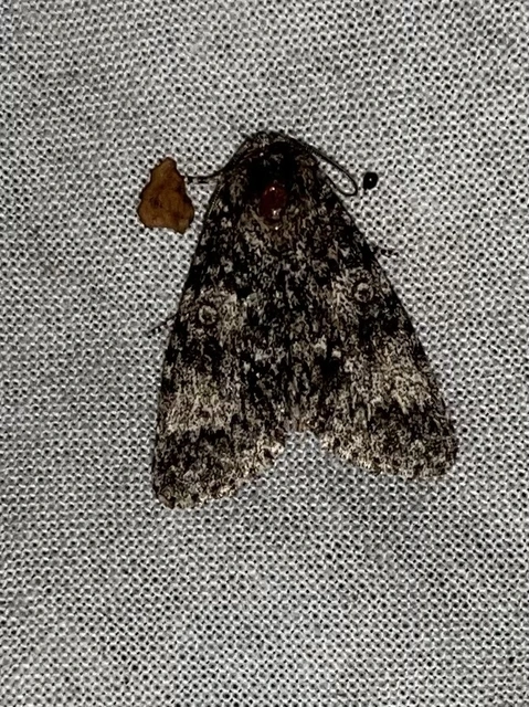 Acronicta megacephala - nagyfejű szigonyosbagoly