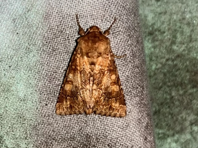 sárgás szegfűbagoly - Conisania luteago