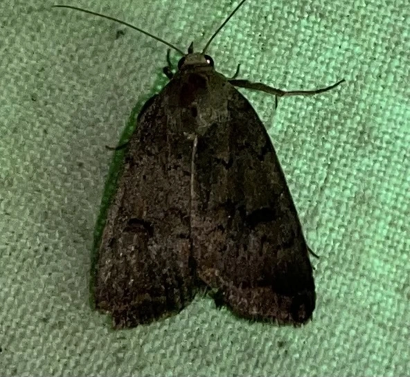 Athetis furvula - homoki lápibagoly