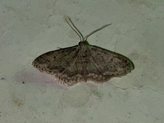 Idaea seriata - szürke apróaraszoló
