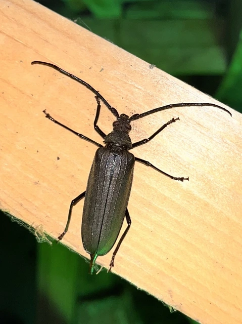 Aegosoma scabricorne - diófacincér