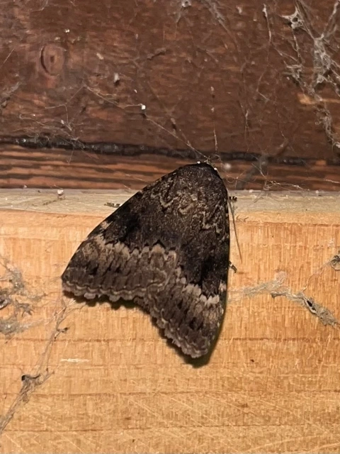Amphipyra berbera/pyramidea