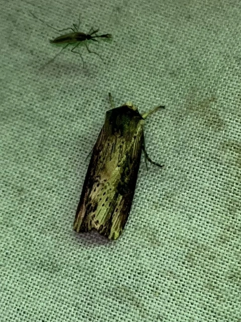 Axylia putris - vonalkás földibagoly