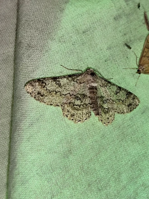 Ascotis selenaria - holdas faaraszoló