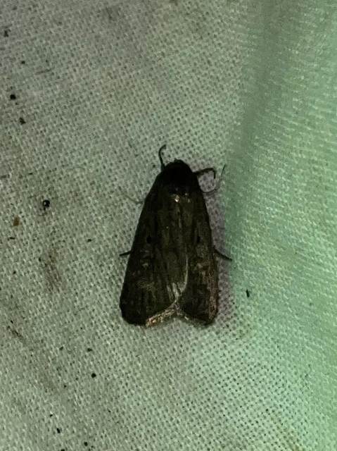 Kovács Sándor lápibaglya - Gracilathetis kovacssandori