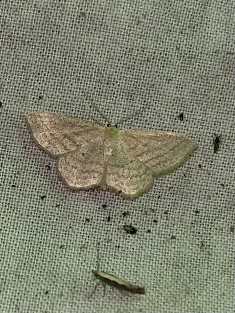 Scopula virgulata - vesszős sávosaraszoló