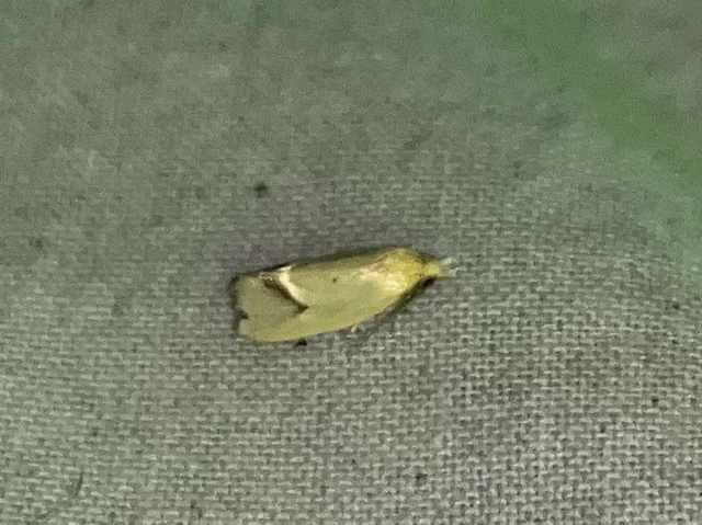 Agapeta hamana - közönséges sárgamoly