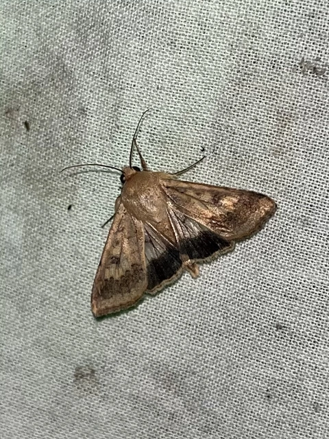 kukorica-veteménybagoly - Helicoverpa armigera