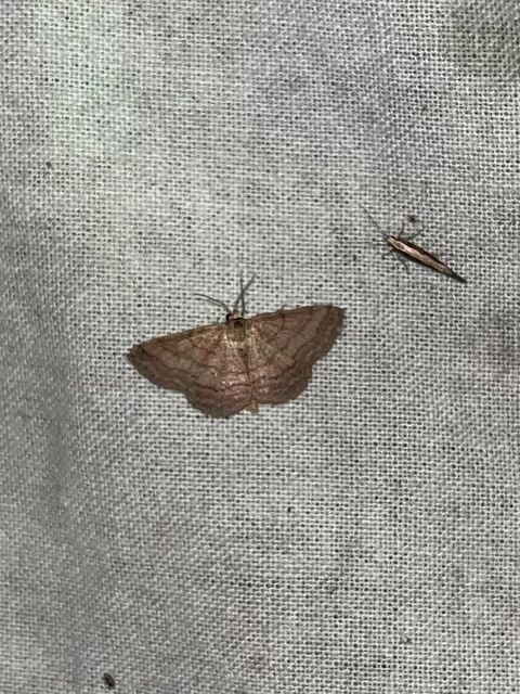 Scopula rubiginata - réti pirosaraszoló
