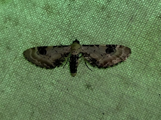 búzavirág-törpearaszoló - Eupithecia centaureata