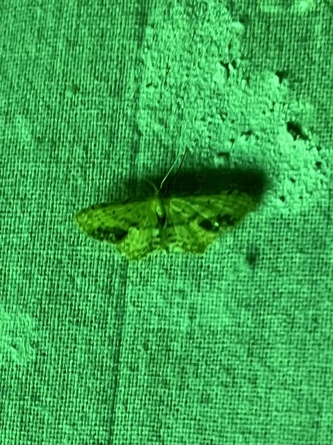 gyakori apróaraszoló - Idaea dimidiata