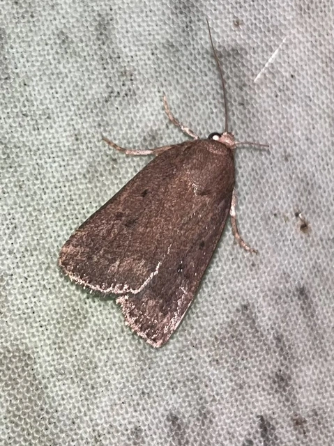 Amphipyra tragopoginis - bakszakállbagoly