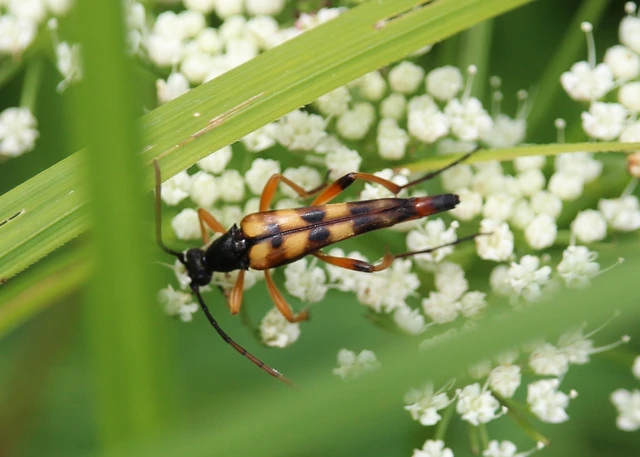Strangalia attenuata - nyurgacincér