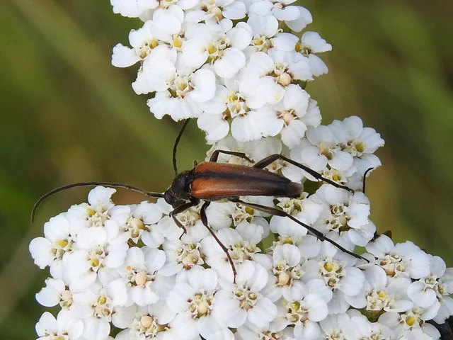 Stenurella melanura - feketevégű karcsúcincér