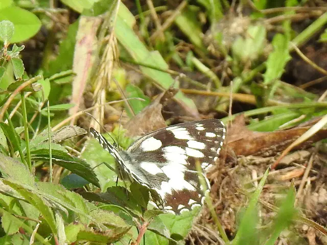 Melanargia galathea - sakktáblalepke