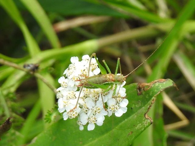 Leptophyes albovittata - közönséges virágszöcske
