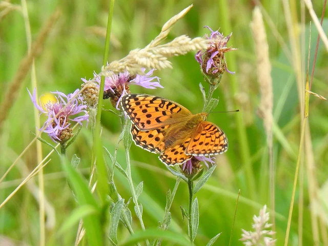 Argynnis adippe - ezüstös gyöngyházlepke