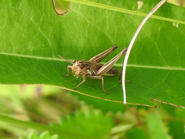 Stenobothrus