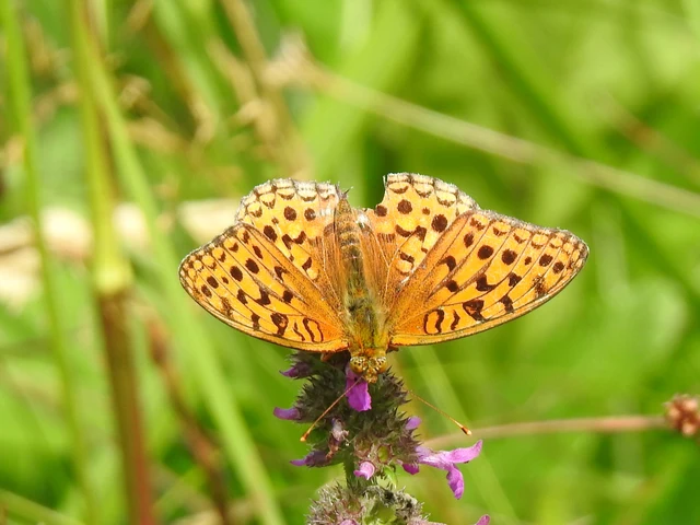 Argynnis adippe - ezüstös gyöngyházlepke
