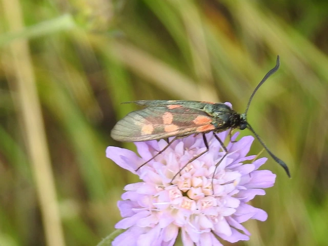 Zygaena filipendulae - acélszínű csüngőlepke