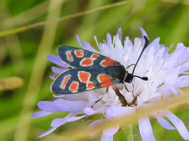 Zygaena carniolica - fehérgyűrűs csüngőlepke