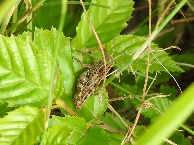 Calliptamus italicus - olaszsáska