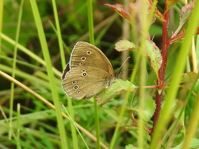 Aphantopus hyperanthus - közönséges ökörszemlepke