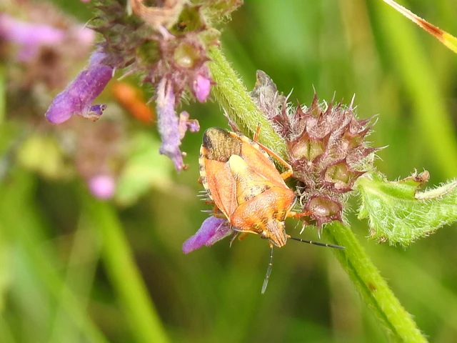 Carpocoris Carpocoris