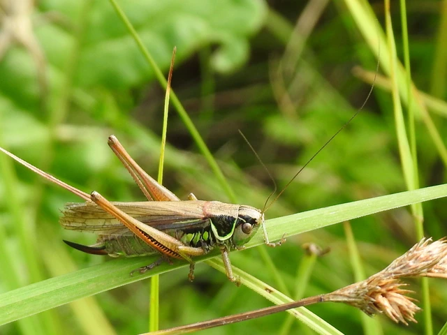 Roeseliana roeselii - Rösel-rétiszöcske